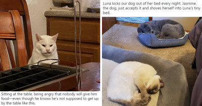 10+ Cats That Reek of So Much Chaotic Energy That It's Getting Harder for Their Owners to Contain Them