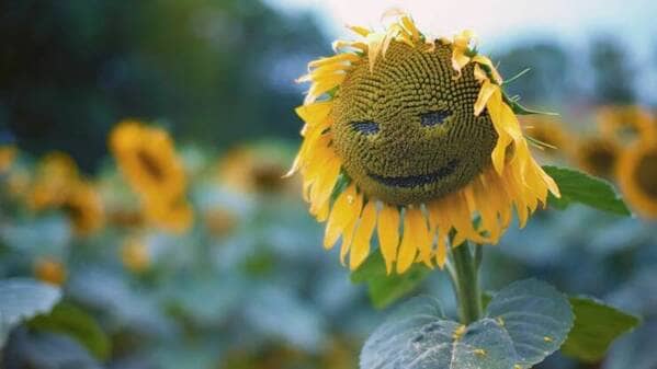 Sunflower.