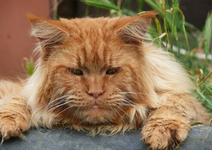 Red Maine Coon vs orange Maine Coon