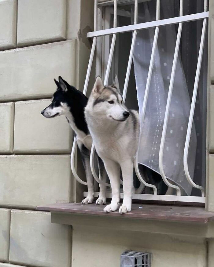 8. Those bars never stood a chance against two determined huskies