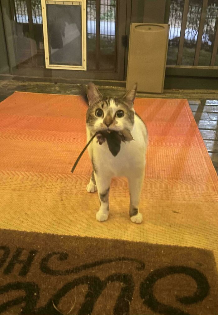"This 100% Indoor Cat Snuck Out The Dog Door While We Were Bringing In Packages And Did This"