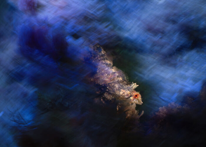 British Waters Macro, Runner Up: Riding The Storm By Sandra Stalker