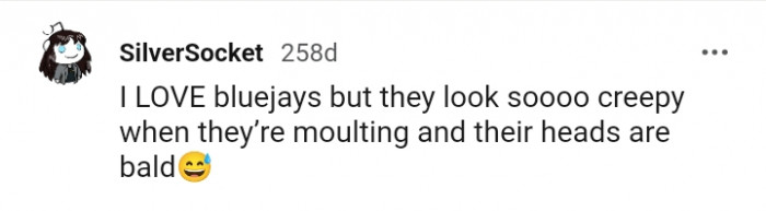 This Redditor loves blue jays