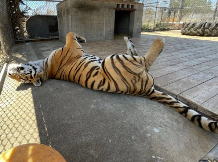 21. “I’m a fearsome tig…er… zzzzz.”