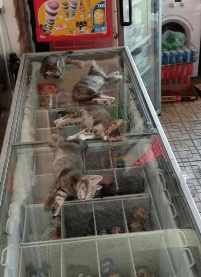 3. "The street is very hot, so the saleswoman allows kittens to go into the store and sleep on the freezer."