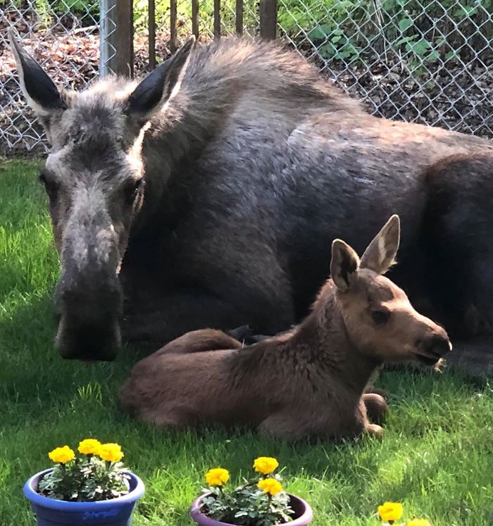 The young moose must then establish their territory.