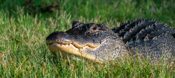 Alligator Facts About Their Bodies