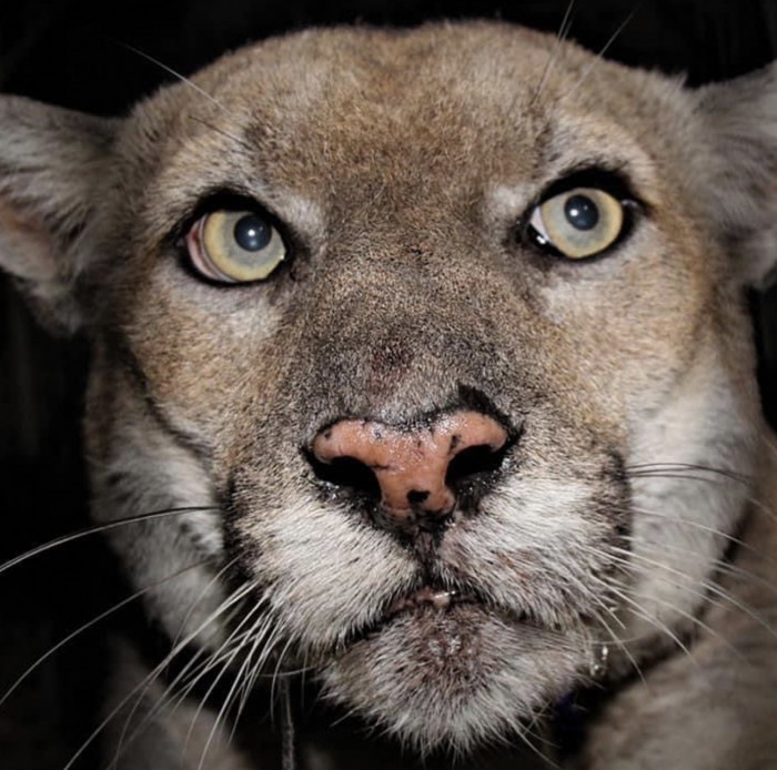 P-22 has his own Instagram account that has a considerable following