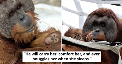 Papa Orangutan Steps Up To Raise Daughter After Mama Orangutan Passes Away