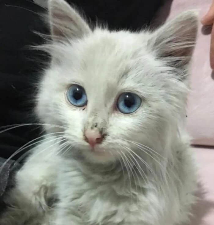 16. “I found this cutie on the street and decided to adopt her, any name suggestions?”