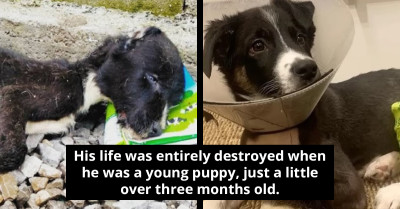 Dying Dog Struggles To Survive And Could Barely Open Its Eyes Until Help Came And Hope Was Restored