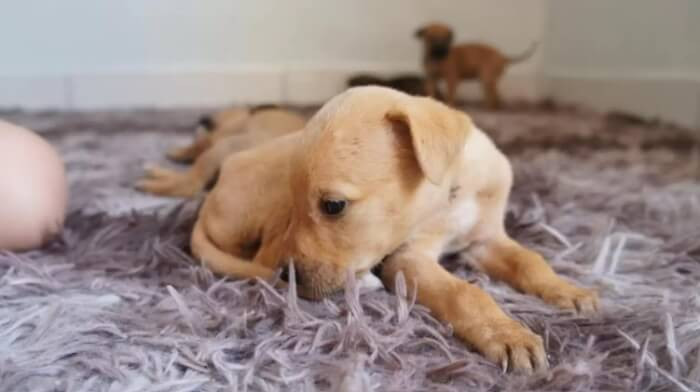 “They were all adopted by good people who love animals,” Silva said.