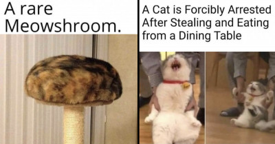 Here Is A Fresh Dose Of Funny Cat Memes That You’ll Have A Swell Time Laughing At