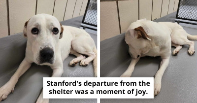 Heartbroken Shelter Dog Begs For Adoption Through Kennel Bars