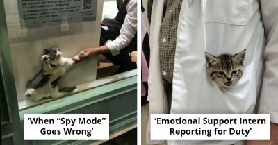 This Collection of Hilarious Cats Proves Felines Are Natural-Born Entertainers