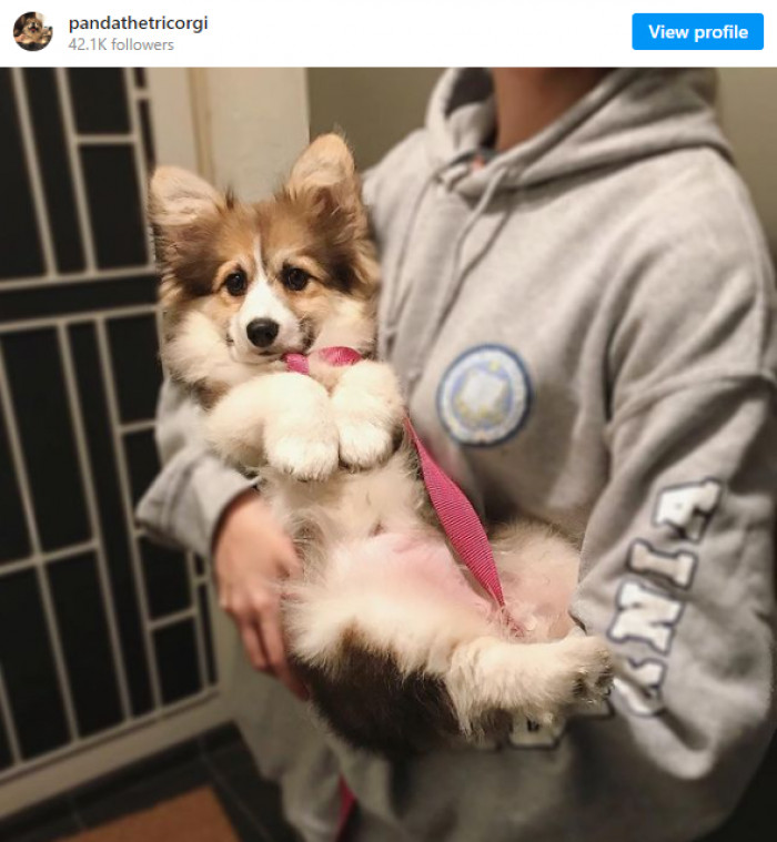 Hello, everyone. My name is Panda the Corgi