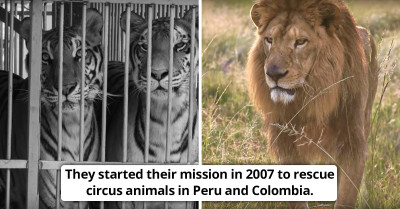 A Rescue Organization Completed a Two-Year Undercover Investigation and Successfully Saved More Than 30 Circus Animals