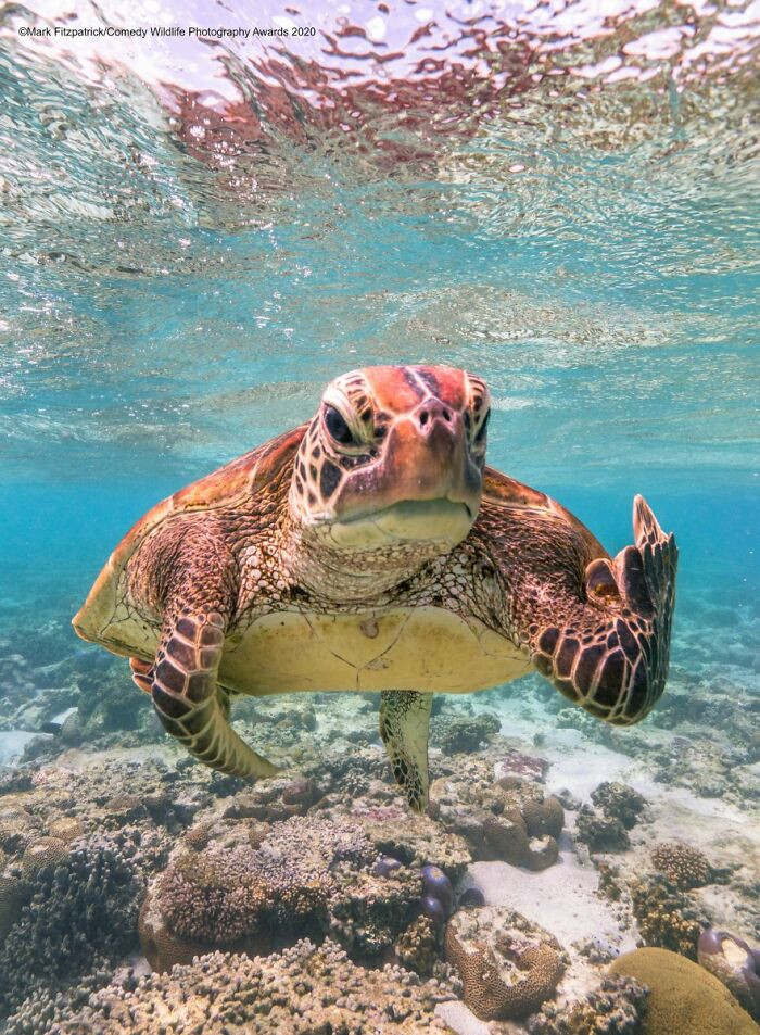 Terry The Turtle Flipping The Bird By Mark Fitzpatrick