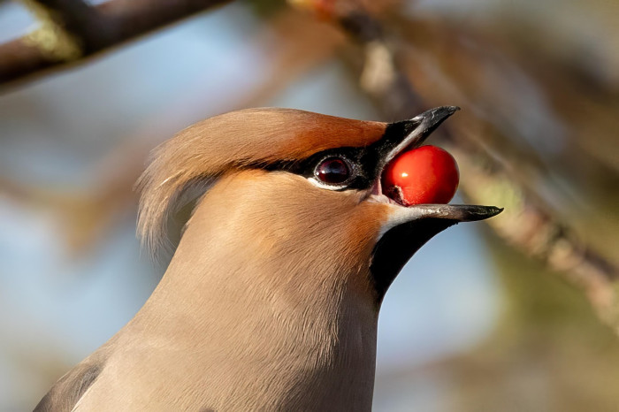 Why Modern Birds Do Not Have True Teeth