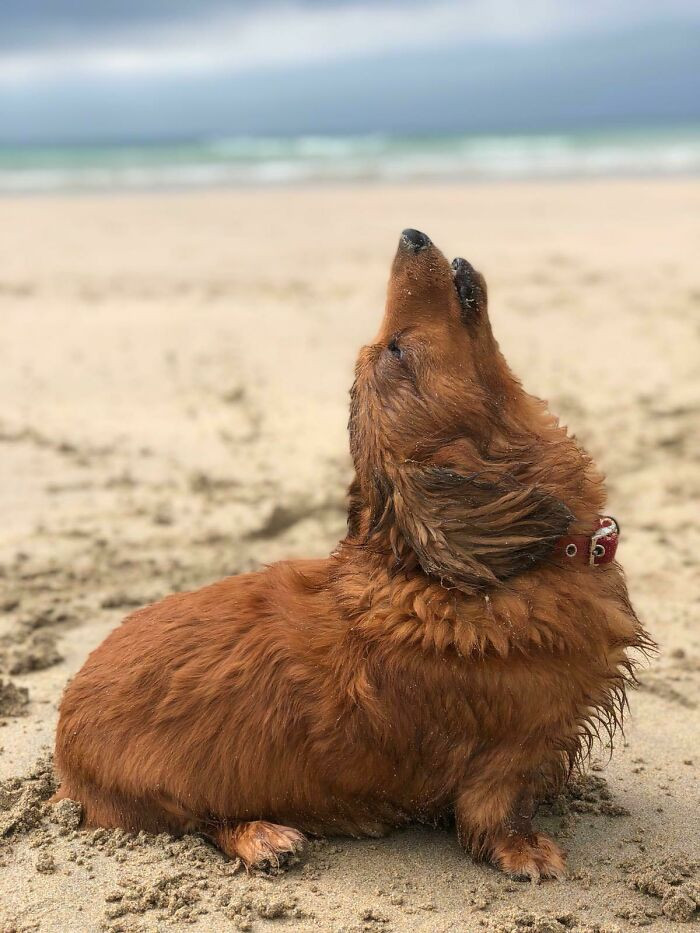 "Sausage Dog Doing What A Sausage Does Best"