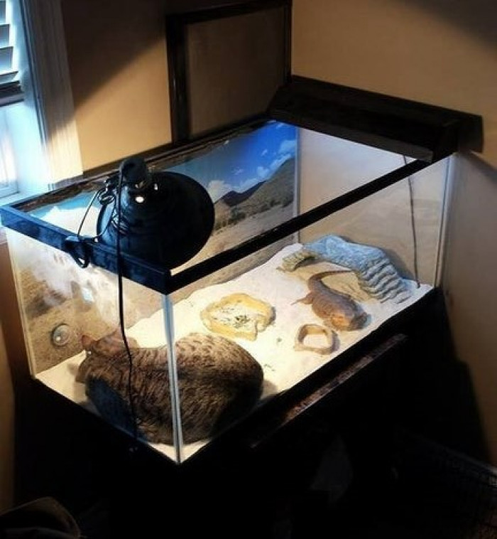 Does this kitty think he's a lizard?