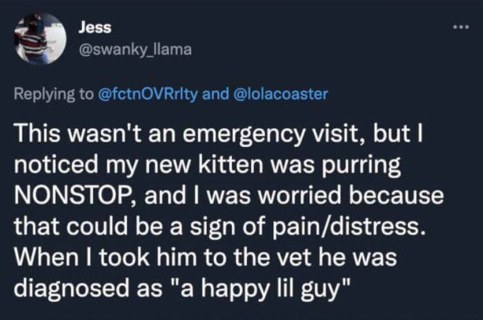 Now you know that purring non-stop isn't serious. It's just a sign that the cat is happy.