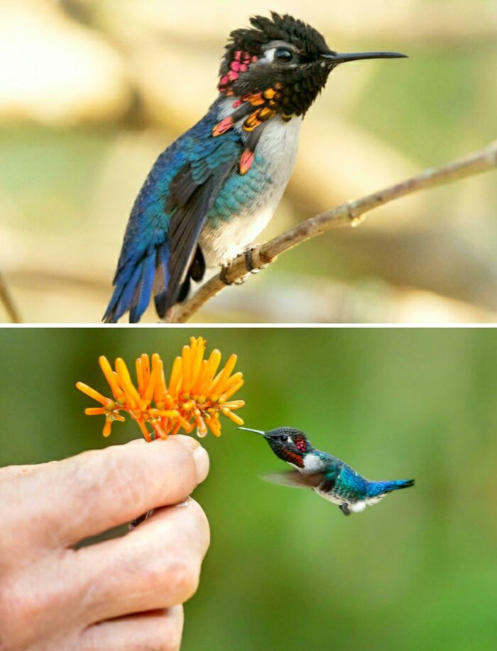 Bee hummingbirds are the smallest birds on Earth, with males growing to just 5.5 cm long and weighing under 2 grams.