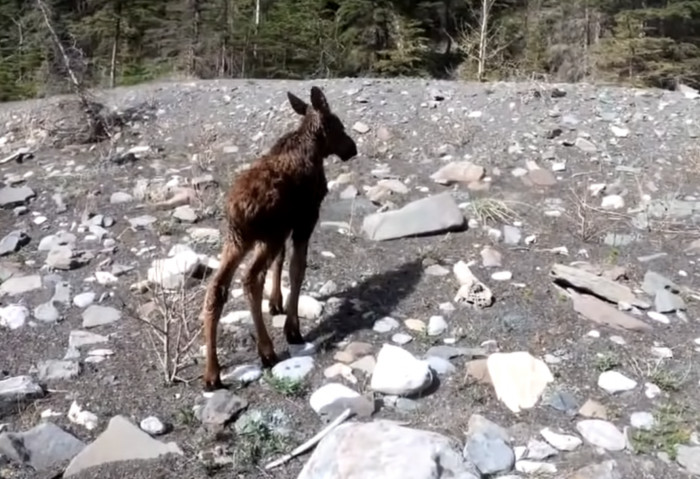 They tried to warm the calf by rubbing her body until she gained the energy to stand up and walk away in search of her mother.