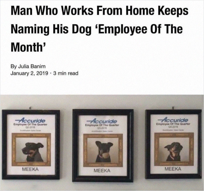 39. Doggos deserve this kind of recognition too!
