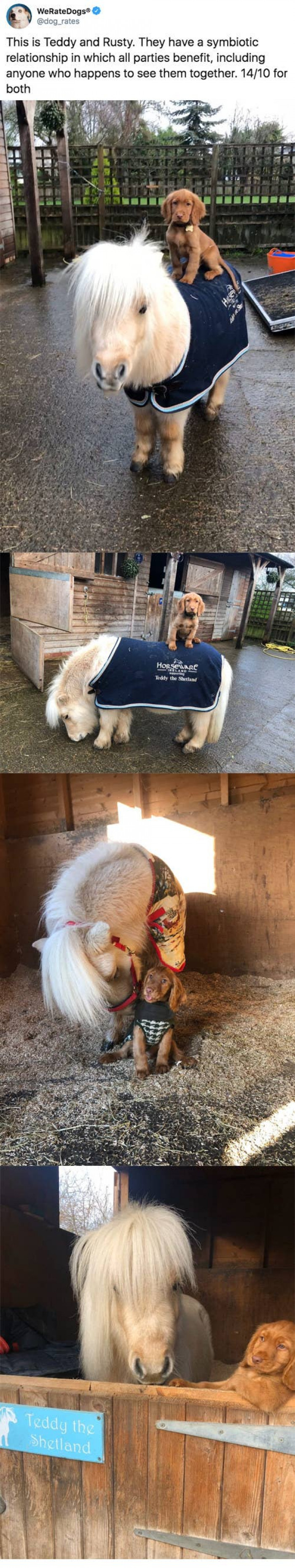 5. Teddy and Rusty greet everyone who crosses their path