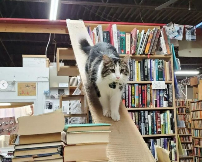 They Can Roam Freely