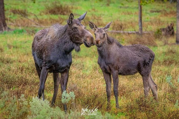 "Mom and baby moose nose boop. Fun fact: Moose are huge. Real fun fact: In the Algonquin language, moose means 'eater of twigs.'"