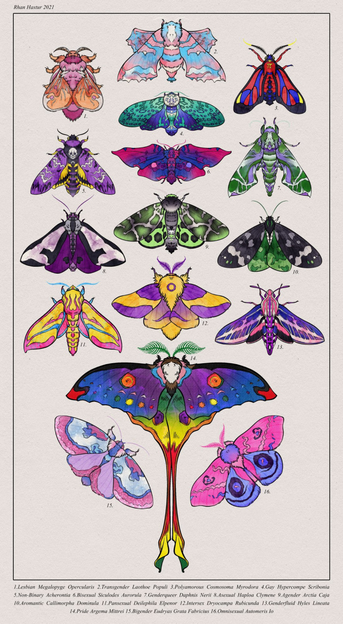 Pride moths for pride month! 🦋🏳️‍🌈