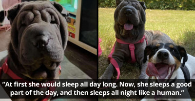 Young Dog Rescued From Overcrowded Shelter Sleeps Peacefully For The First Time