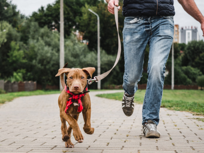 A dog owner was very critical of the asker.