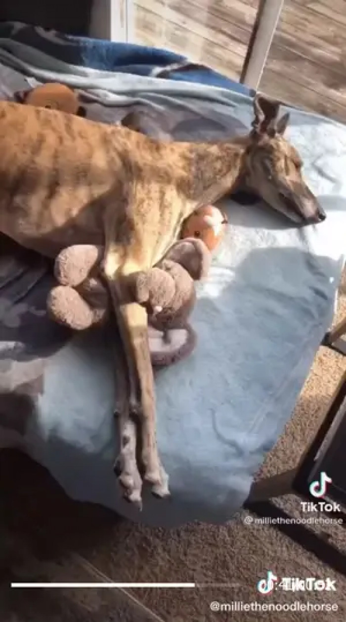 Side sleeping means they're at peace with their surroundings and factors like temperature.