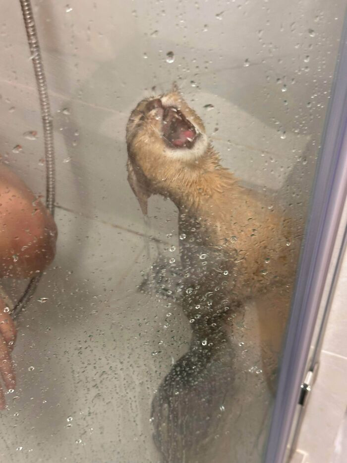 "She Happily Told Me She Wanted A Bath… So I Granted Her Wish"