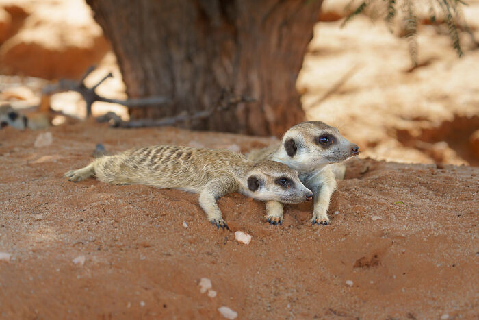 "Even Meerkats Need A Break!"