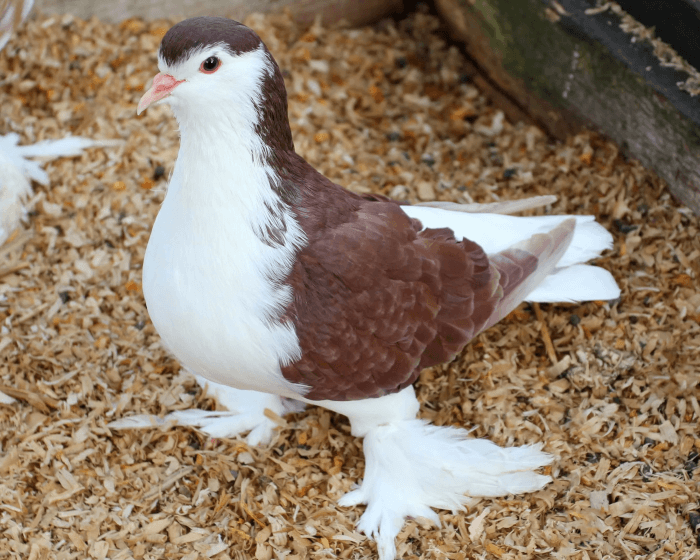 19. The Lahore Pigeon Breed