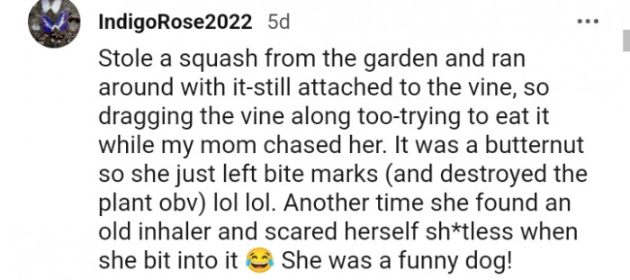 19. This dog stole a squash from the garden