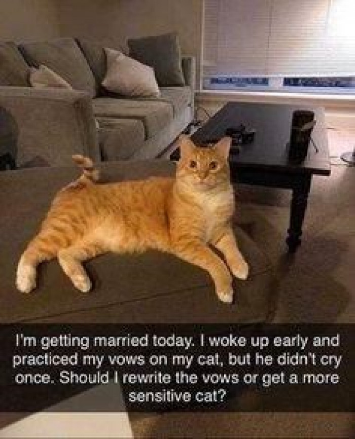 6. Having a cat check your wedding vows be like...