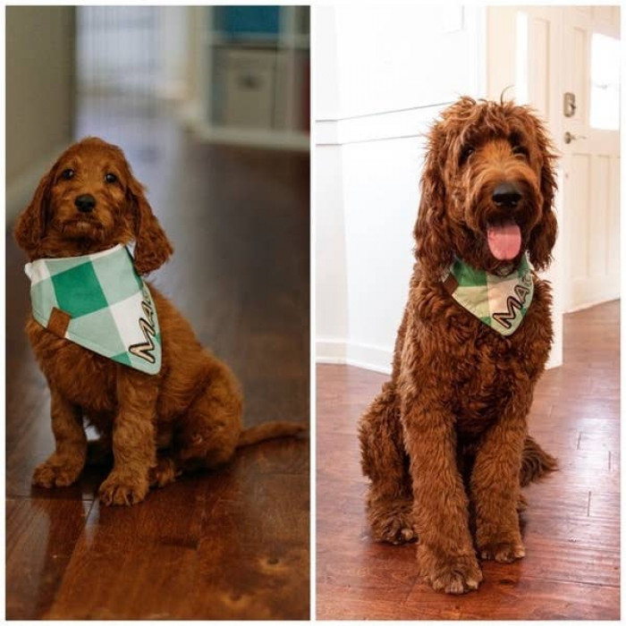 16. Mac used to be nine pounds. Now, he's a whopping 58 pounds.