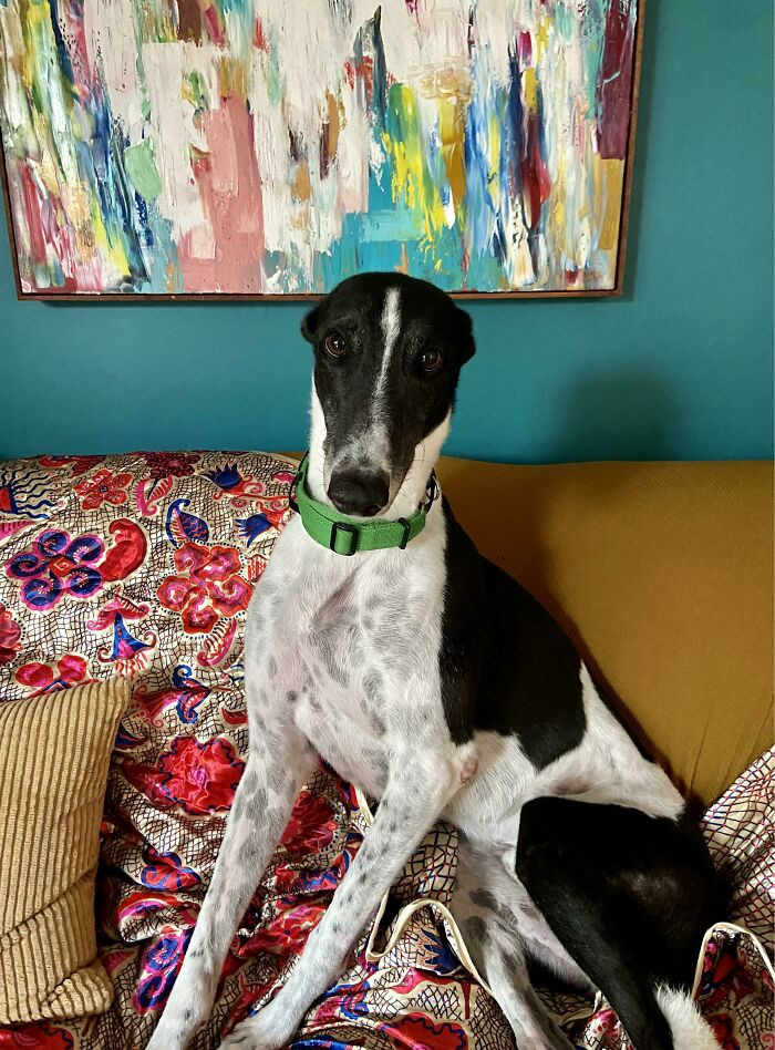 40. "Just adopted this guy; meet Barry."