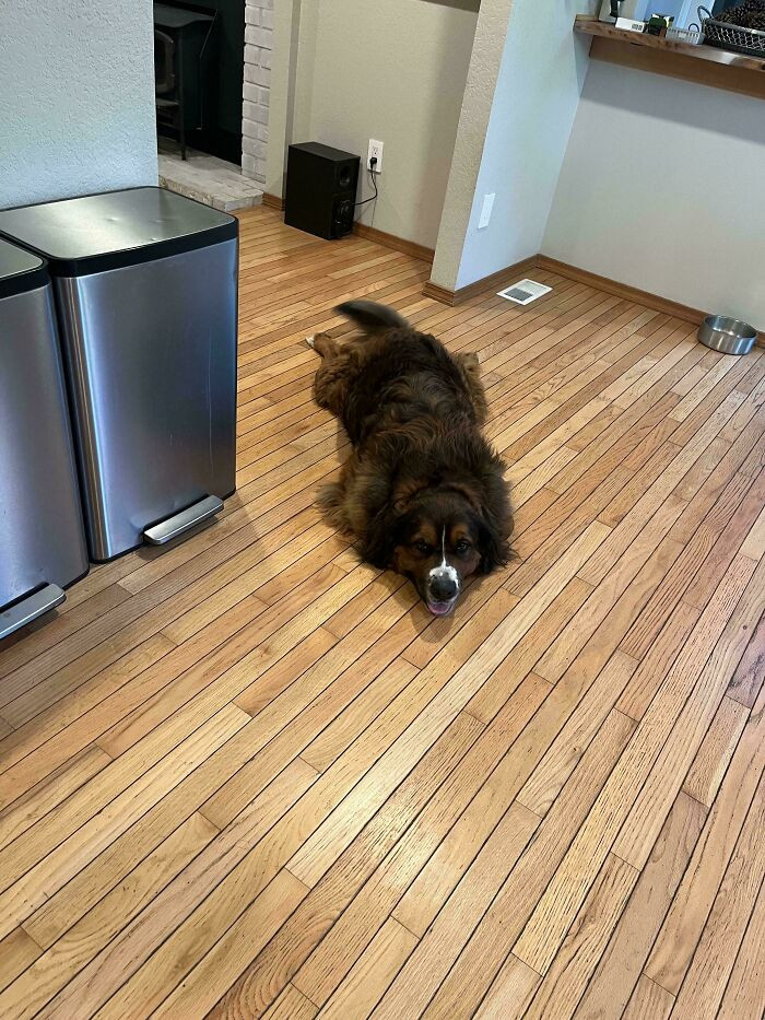 "Weird Gator In My Kitchen"