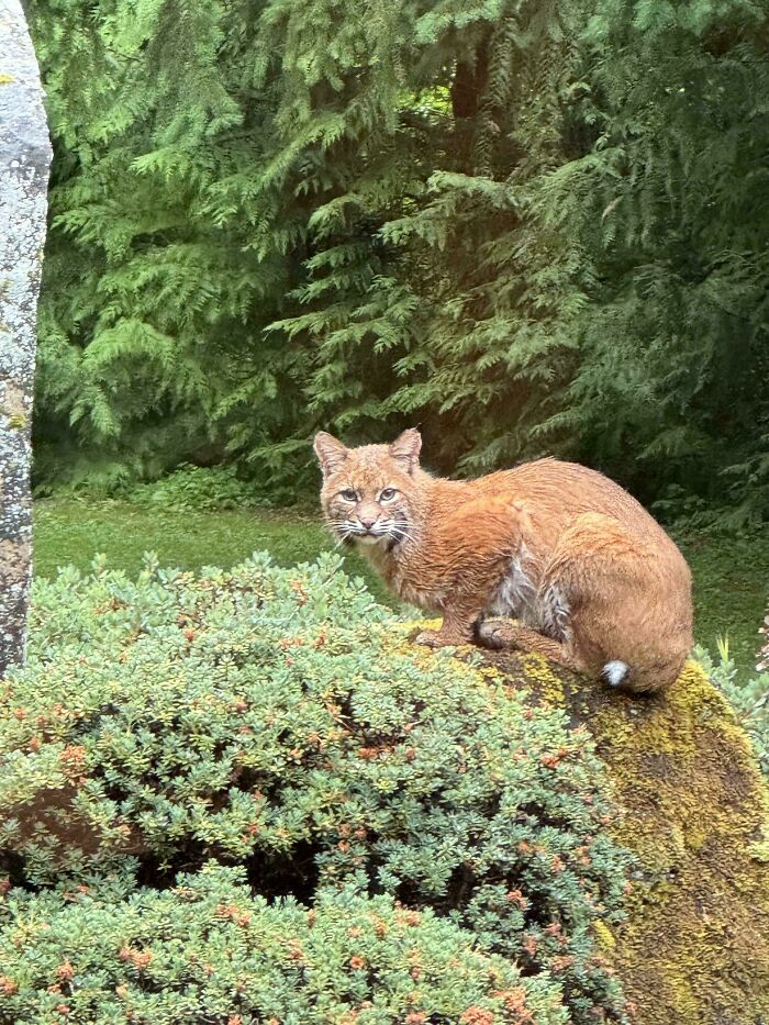 A Wild Kitty Stopped by the Garden