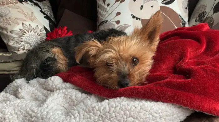 Despite Sustaining Injuries from the Altercation, Macy’s Bravery Kept Both Her and Lily Safe