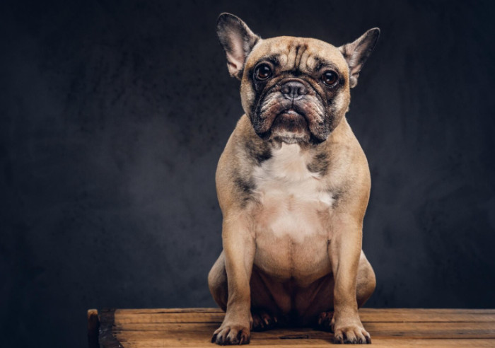 Male French Dog Names