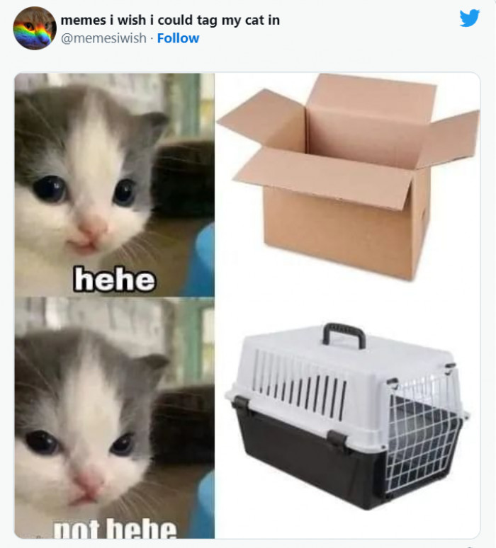 16. The smaller the box is, the more 'hehe' from cats you'll get