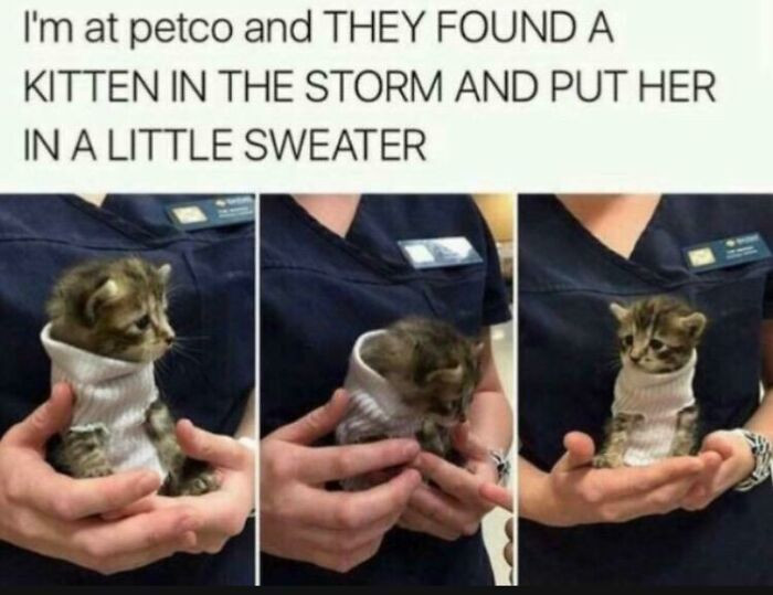 39. A kitten in a sock