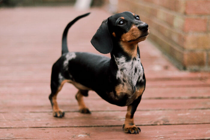 "This One-Legged Dog, Not Mine"